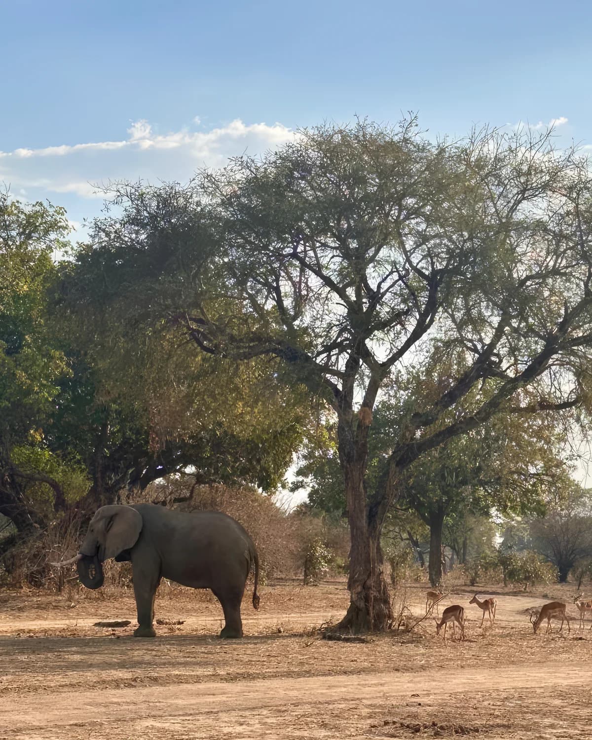 An elephant beneath a Marula tree, with impala grazing nearby in Zambia's Luangwa Valley