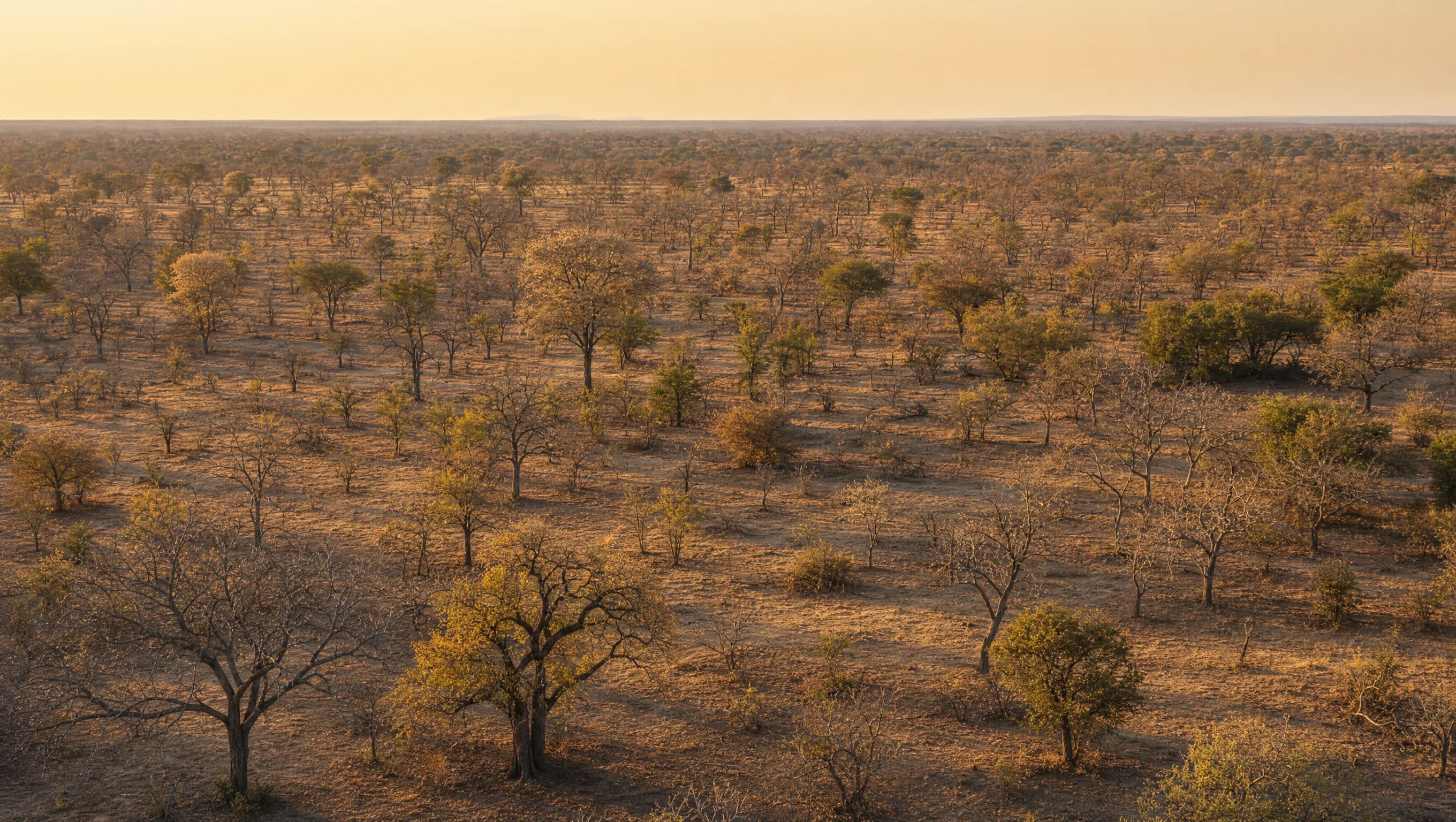 Aerial view of Luangwa Valley Zambia, wild Marula trees