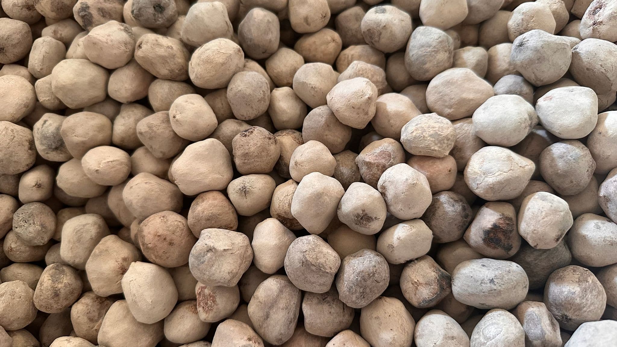 Marula nuts from Zambia's Luangwa Valley