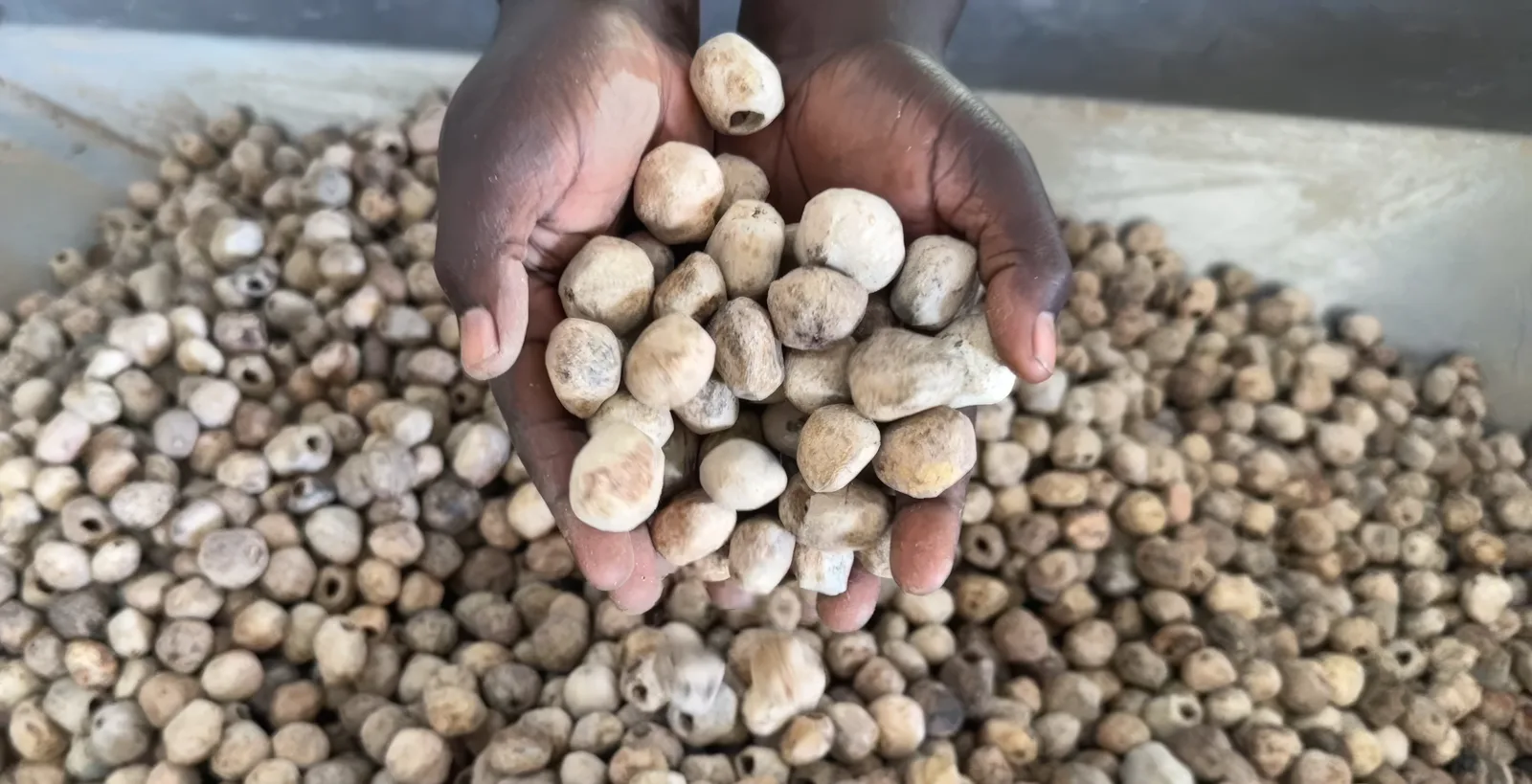 Wild Marula kernels hand-harvested in Zambia